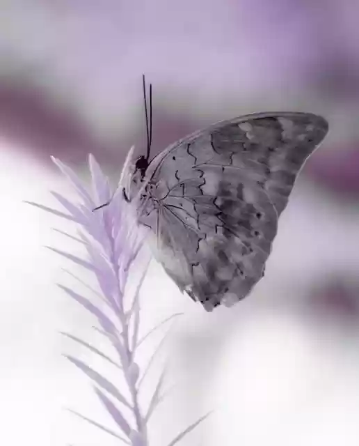 Free download butterfly infrared nature twig free picture to be edited with GIMP free online image editor