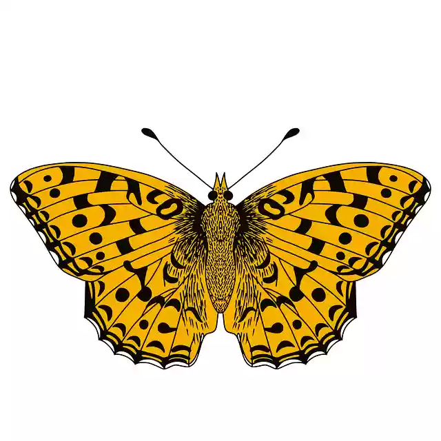 Free download Butterfly Insect Butterflies - Free vector graphic on Pixabay free illustration to be edited with GIMP free online image editor