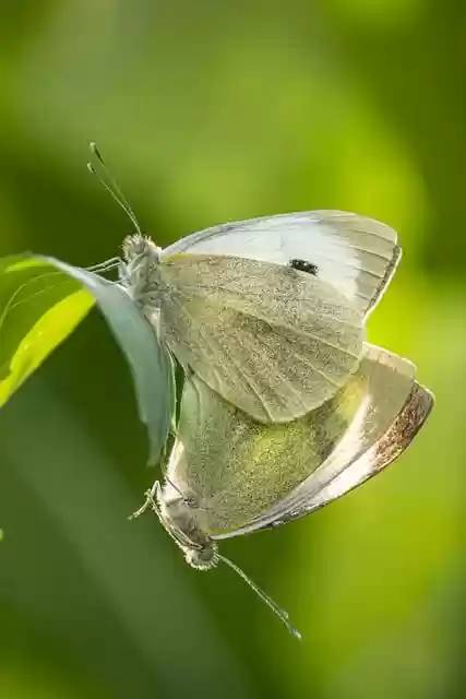 Free download butterfly insect cabbage white free picture to be edited with GIMP free online image editor