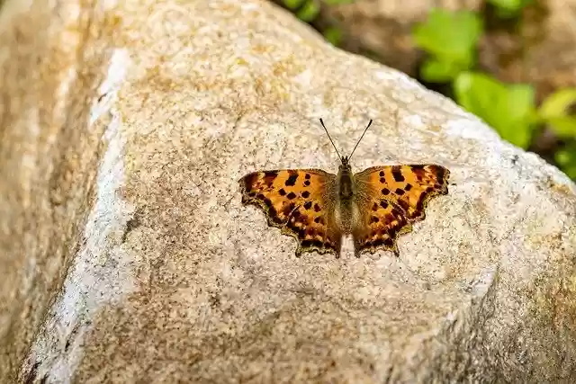 Free download butterfly insect comma free picture to be edited with GIMP free online image editor