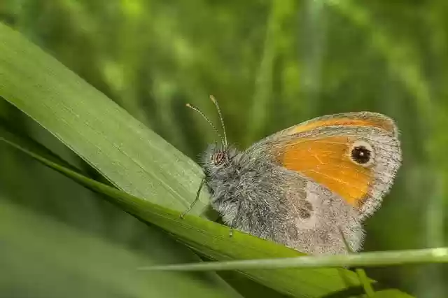 Free download butterfly insect dusky meadow brown free picture to be edited with GIMP free online image editor