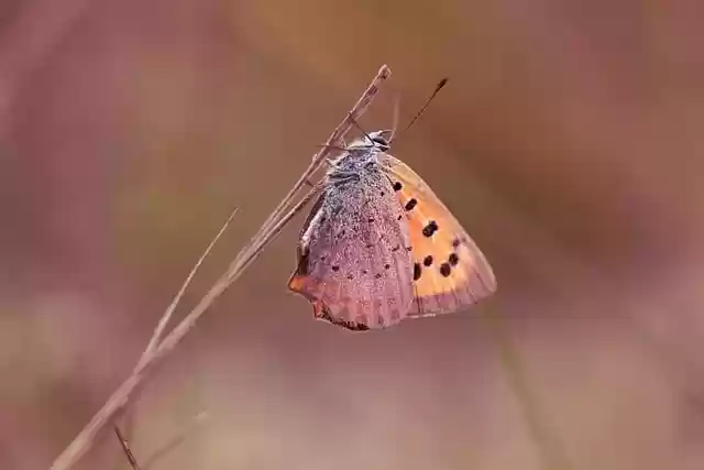 Free download butterfly insect entomology species free picture to be edited with GIMP free online image editor