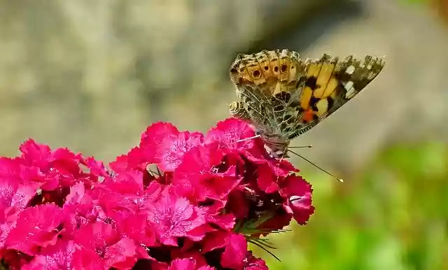 Free download Butterfly Insect Flowers -  free photo or picture to be edited with GIMP online image editor
