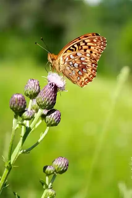 Free download butterfly insect flowers pollen free picture to be edited with GIMP free online image editor