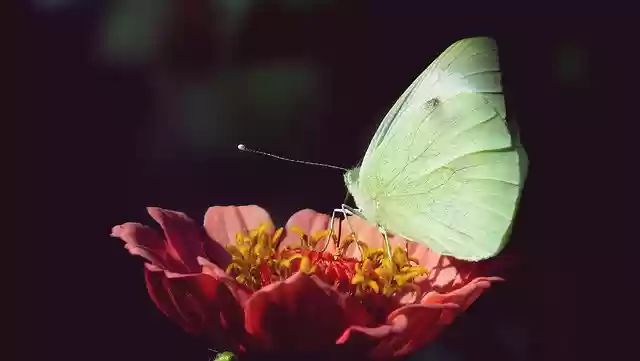Free download butterfly insect flower zinnia free picture to be edited with GIMP free online image editor