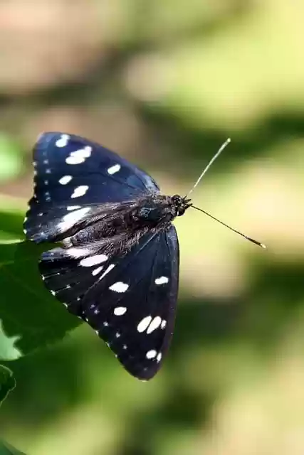 Free download butterfly insect moths fauna free picture to be edited with GIMP free online image editor