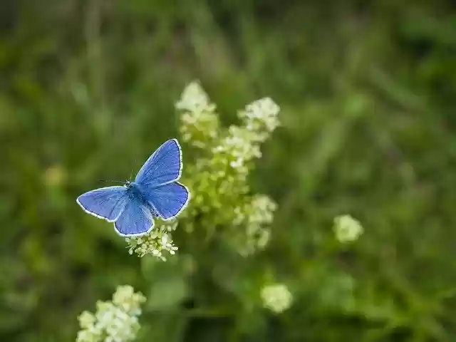 Free download Butterfly Insects Wings -  free photo or picture to be edited with GIMP online image editor