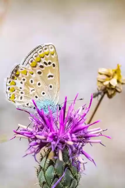 Free download butterfly insect wildlife nature free picture to be edited with GIMP free online image editor