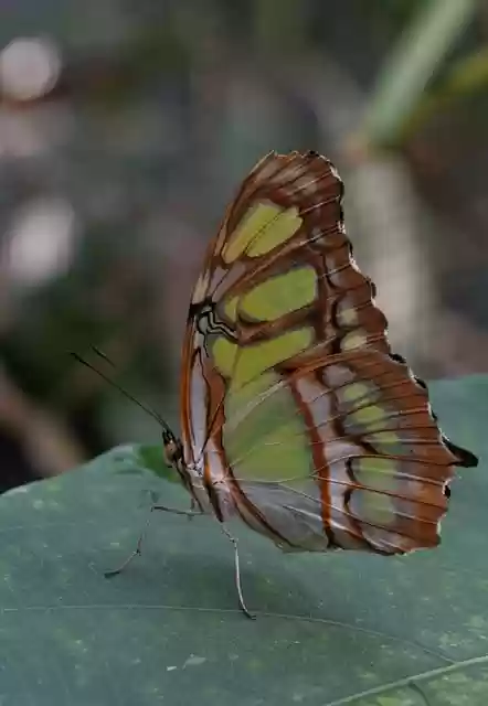 Free download butterfly insect wing leaf free picture to be edited with GIMP free online image editor