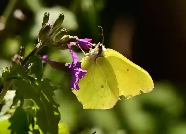 Free download Butterfly Insect Yellow -  free photo or picture to be edited with GIMP online image editor