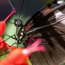 Butterfly lands on red flower  screen for extension Chrome web store in OffiDocs Chromium