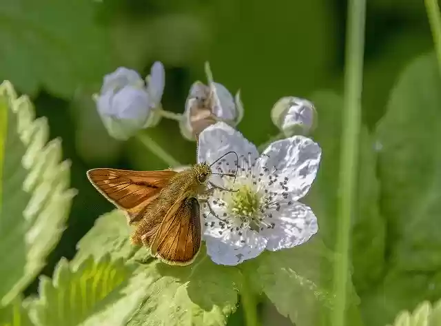Free download Butterfly Large Skipper Wings -  free photo or picture to be edited with GIMP online image editor