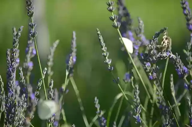 Free download Butterfly Lavender -  free photo or picture to be edited with GIMP online image editor