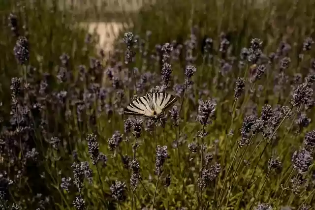 Free download butterfly lavender summer free picture to be edited with GIMP free online image editor