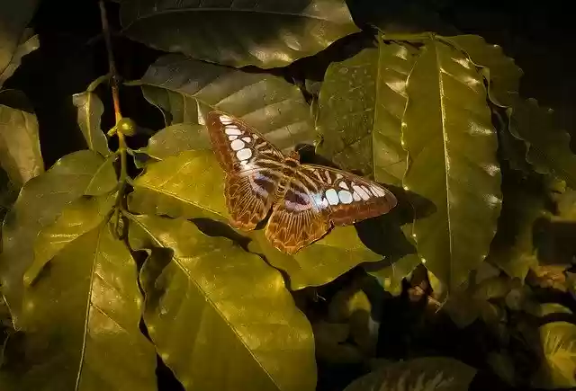 Kelebek Yaprakları Bitkileri ücretsiz indirin - GIMP çevrimiçi resim düzenleyiciyle düzenlenecek ücretsiz fotoğraf veya resim