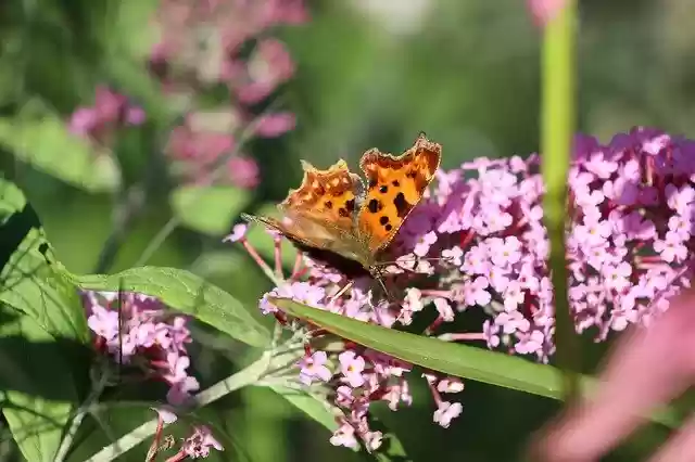 Free download butterfly lilac edelfalter purple free picture to be edited with GIMP free online image editor