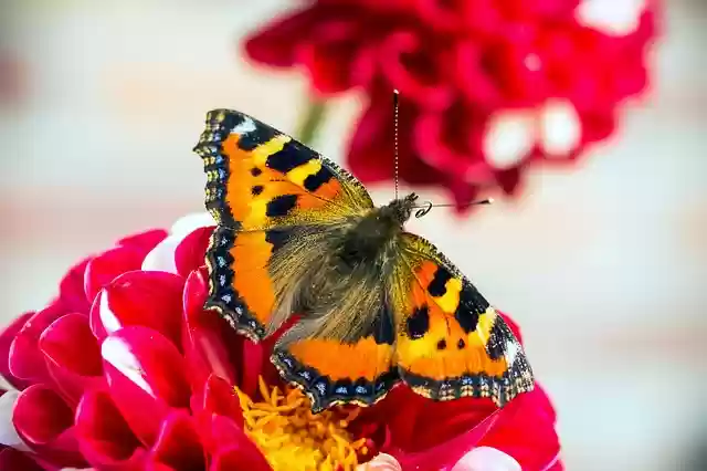 Free download butterfly little fox free picture to be edited with GIMP free online image editor