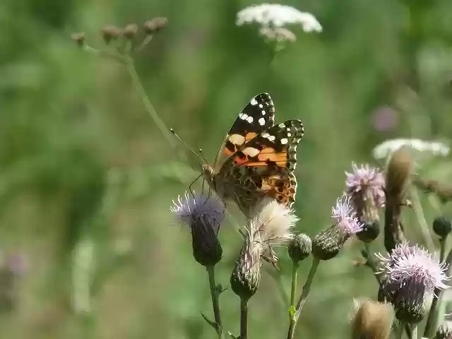 Free download Butterfly Meadow Close Up -  free photo or picture to be edited with GIMP online image editor
