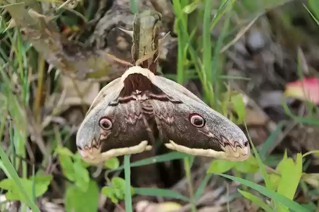 Free download Butterfly Moth Grand Peacock Of -  free photo or picture to be edited with GIMP online image editor