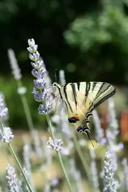 Free download butterfly moths insect approach free picture to be edited with GIMP free online image editor
