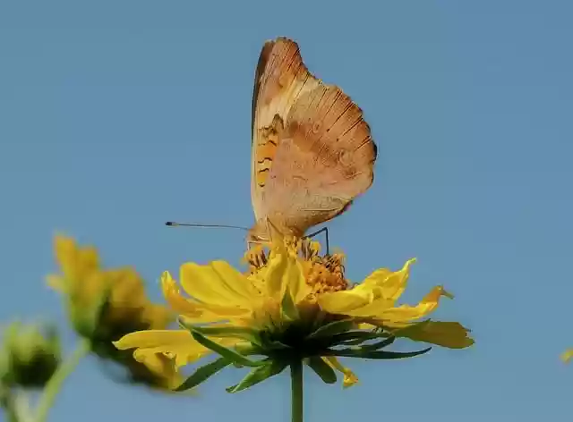 butterfly nature insect bloom by - Butterflynatureinsectbloom .webp