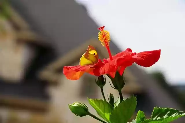 Baixe gratuitamente imagens de borboletas, insetos da natureza e do verão para editar com o GIMP, editor de imagens online gratuito.