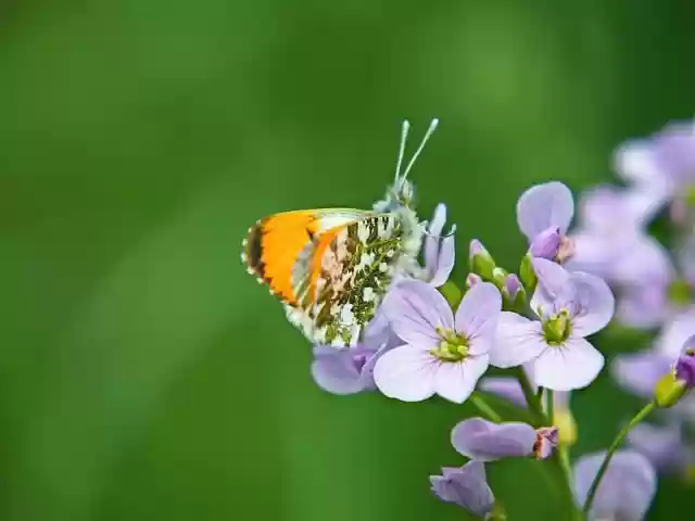 Free download butterfly nature spring flower free picture to be edited with GIMP free online image editor