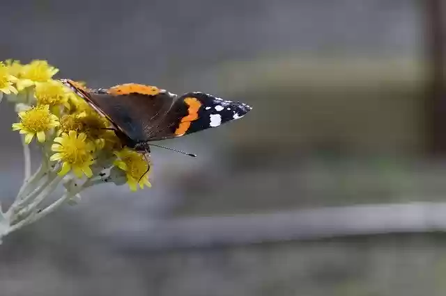 Free download Butterfly Nature Summer -  free photo or picture to be edited with GIMP online image editor