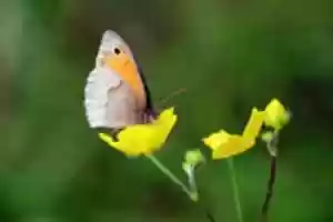 Libreng download Butterfly On Flower libreng larawan o larawan na ie-edit gamit ang GIMP online image editor