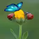 Butterfly, orange beetle and flower bud wallpapers  screen for extension Chrome web store in OffiDocs Chromium