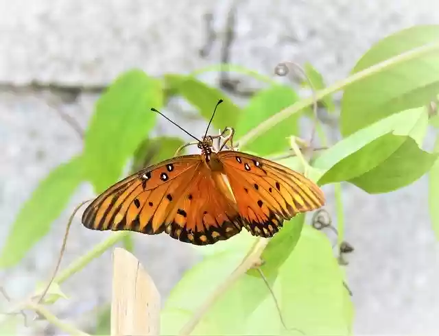 Free download Butterfly Orange Wings -  free photo or picture to be edited with GIMP online image editor