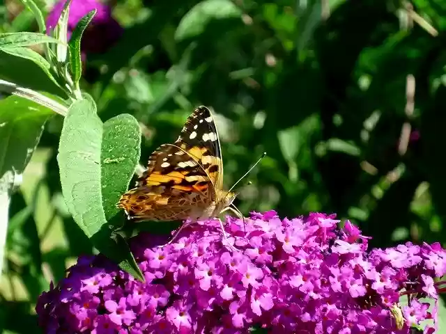 Free download Butterfly Purple Flower -  free photo or picture to be edited with GIMP online image editor