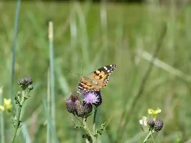 Free download Butterfly Red Admiral Nature -  free photo or picture to be edited with GIMP online image editor
