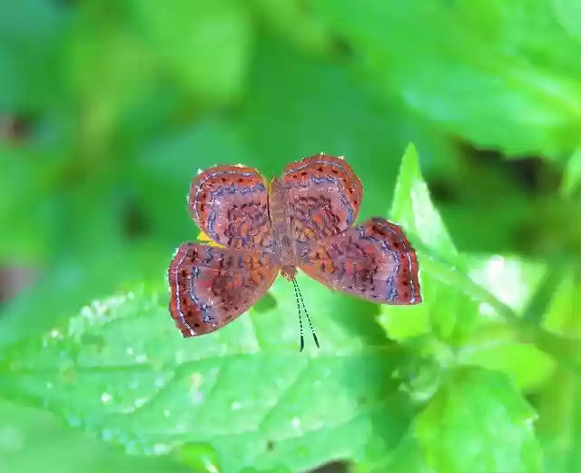 Free download Butterfly Red Insect -  free photo or picture to be edited with GIMP online image editor