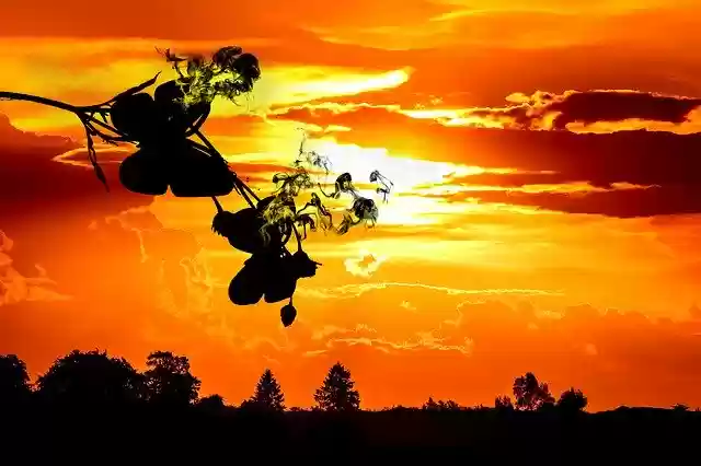 Free download Butterfly Sunset Smoke -  free photo or picture to be edited with GIMP online image editor