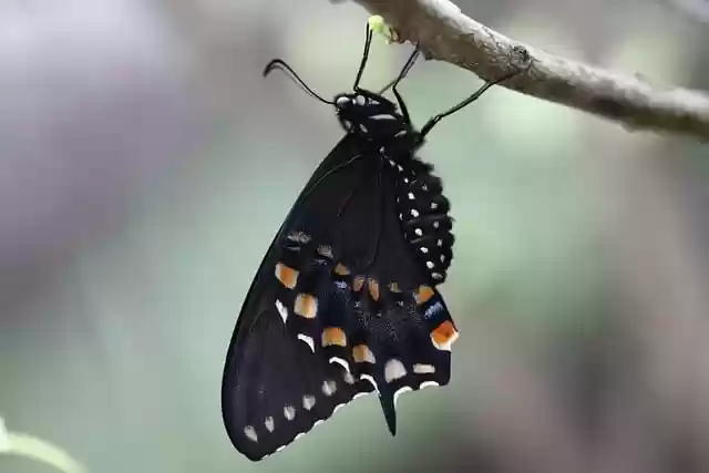 Free download butterfly swallowtail branch insect free picture to be edited with GIMP free online image editor