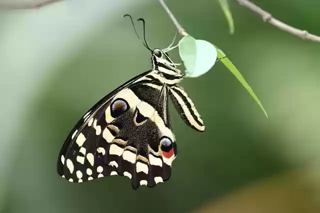 Free download butterfly swallowtail insect leaf free picture to be edited with GIMP free online image editor