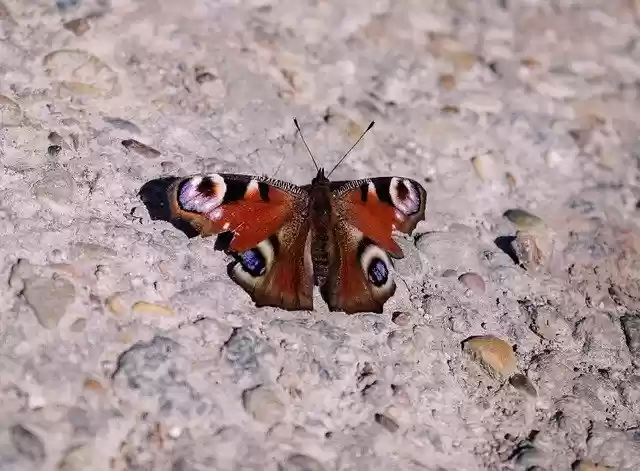 Free download Butterfly Tagpfaugenauge Insect -  free photo or picture to be edited with GIMP online image editor