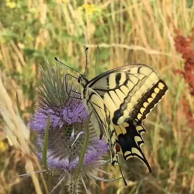 Free download Butterfly Thistle Bug -  free photo or picture to be edited with GIMP online image editor