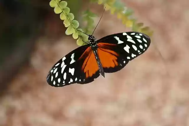 Free download butterfly tiger longwing plant free picture to be edited with GIMP free online image editor