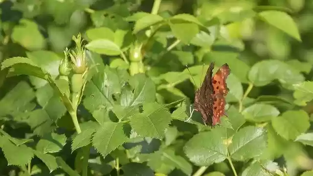 Free download butterfly white c polygonia c album free picture to be edited with GIMP free online image editor