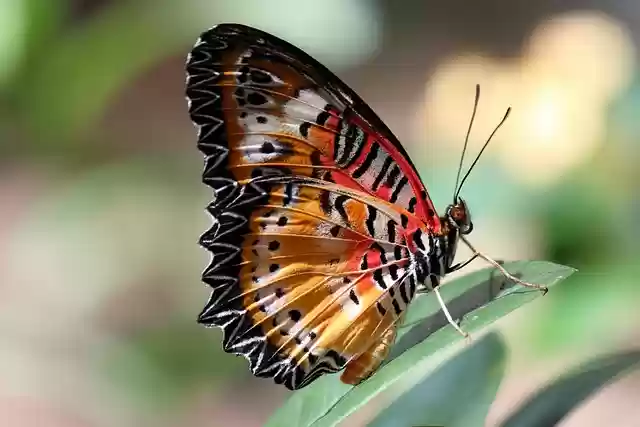 Free download butterfly wings insect eye plant free picture to be edited with GIMP free online image editor