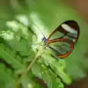 Butterfly with transparent wings  screen for extension Chrome web store in OffiDocs Chromium