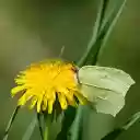 Butterfly with yellow leaves and flowers  screen for extension Chrome web store in OffiDocs Chromium