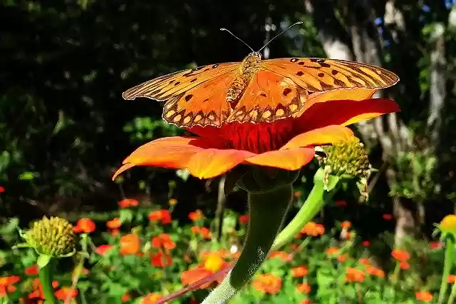 Free download Butterfly Yellow Orange -  free photo or picture to be edited with GIMP online image editor
