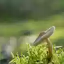 Button mushroom on moss  screen for extension Chrome web store in OffiDocs Chromium