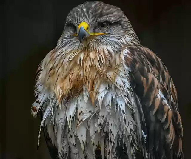 Free download buzzard hawk bird raptor feathers free picture to be edited with GIMP free online image editor