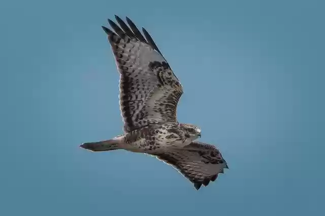 Free download Buzzard Sky Bird -  free photo or picture to be edited with GIMP online image editor
