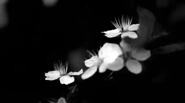 Free download b w n b monochrome nature light free picture to be edited with GIMP free online image editor