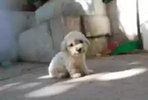 Free download Ca 2 free photo or picture to be edited with GIMP online image editor